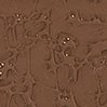 TECKWRAP textured-metallic Vinylfolie 30 x 30 cm (versch.Farben/selbstklebend) Dark Brown